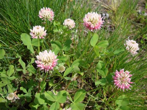 Are Clover Flowers Edible? Exploring the Culinary and Medicinal Potential of Nature's Tiny Treasures