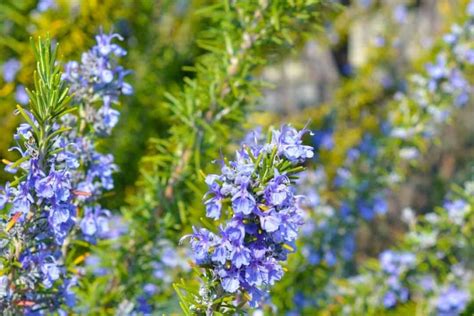 Can You Eat Rosemary Flowers? Exploring the Culinary and Medicinal Uses of Rosemary Blossoms