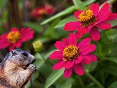 Do Groundhogs Eat Flowers? And Why Do They Prefer Sunflowers Over Roses?