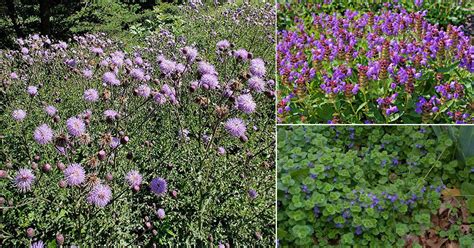 What Are the Weeds with Purple Flowers Called? And Why Do They Always Seem to Grow Where You Least Expect Them?